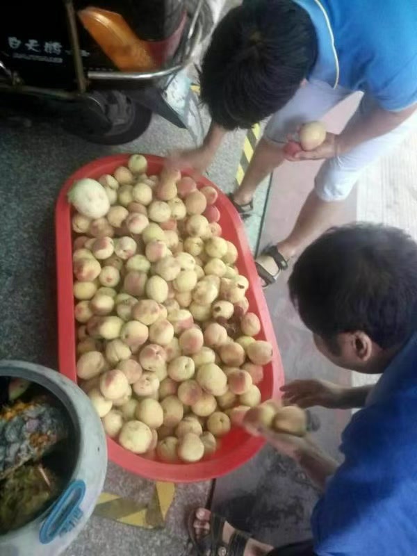 工作人员分拣新鲜水果